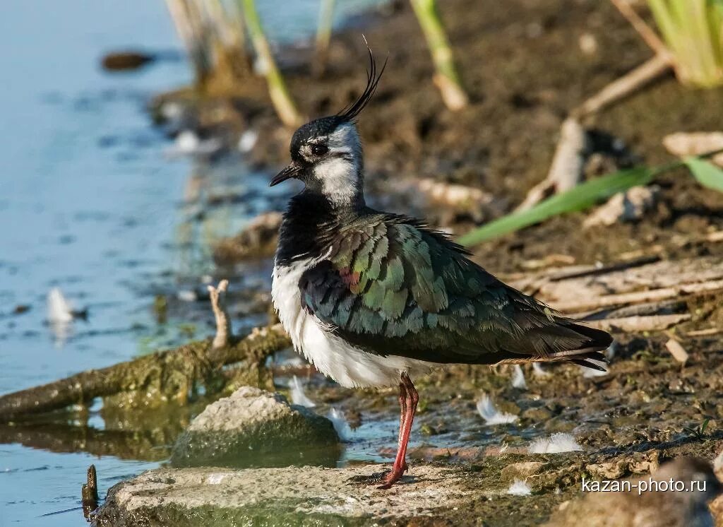 белый чибис. кулик чибис. чибис окрас. чибис волжский. чибис болотный.