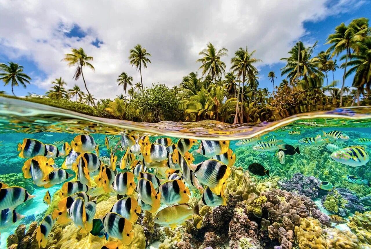 Island trip. Бора-Бора остров. Бора Бора подводный мир. Растительность Таити.