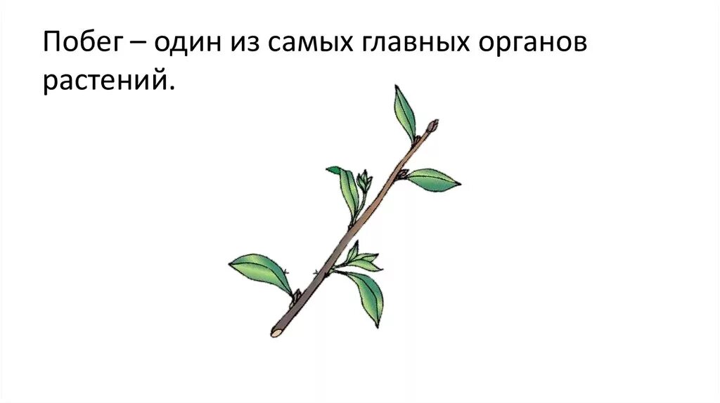 Сбежавший цветок. Побег растения. Строение побега. Побег рисунок. Побег биология.