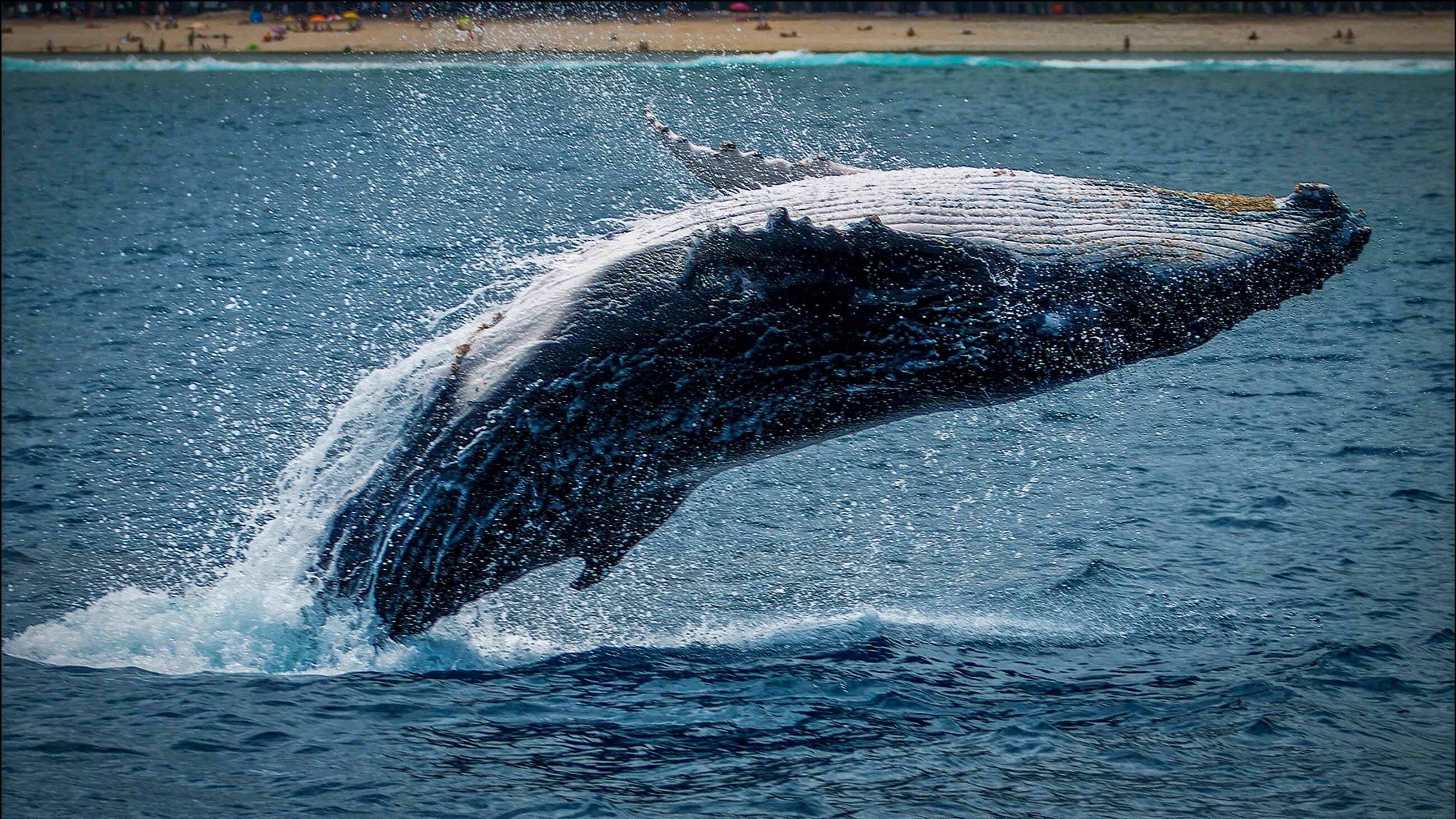 Top 10 bitcoin whales part