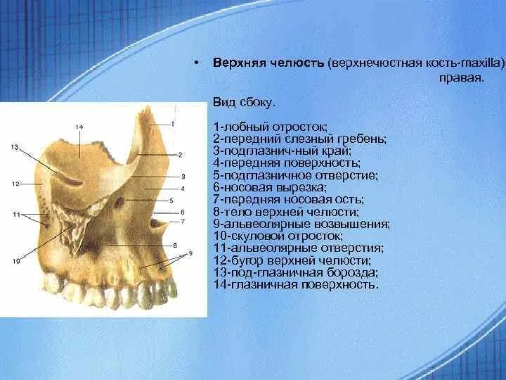 Слезная борозда анатомия верхняя челюсть. Верхняя челюсть кость анатомия. Небный отросток верхней челюсти. Верхнечелюстная расщелина верхней челюсти. Носовая поверхность тела верхней челюсти.