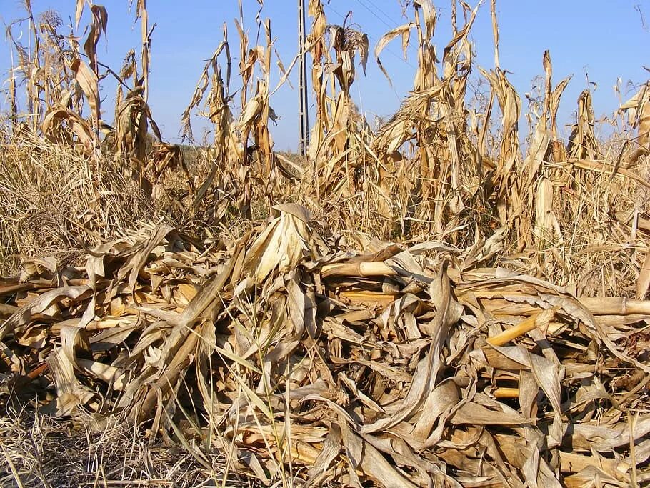 Сельскохозяйственная промышленность. Уборка урожая зерновых культур. Сельское хозяйство. Сельское хозяйство растениеводство. Стерня кукурузы.