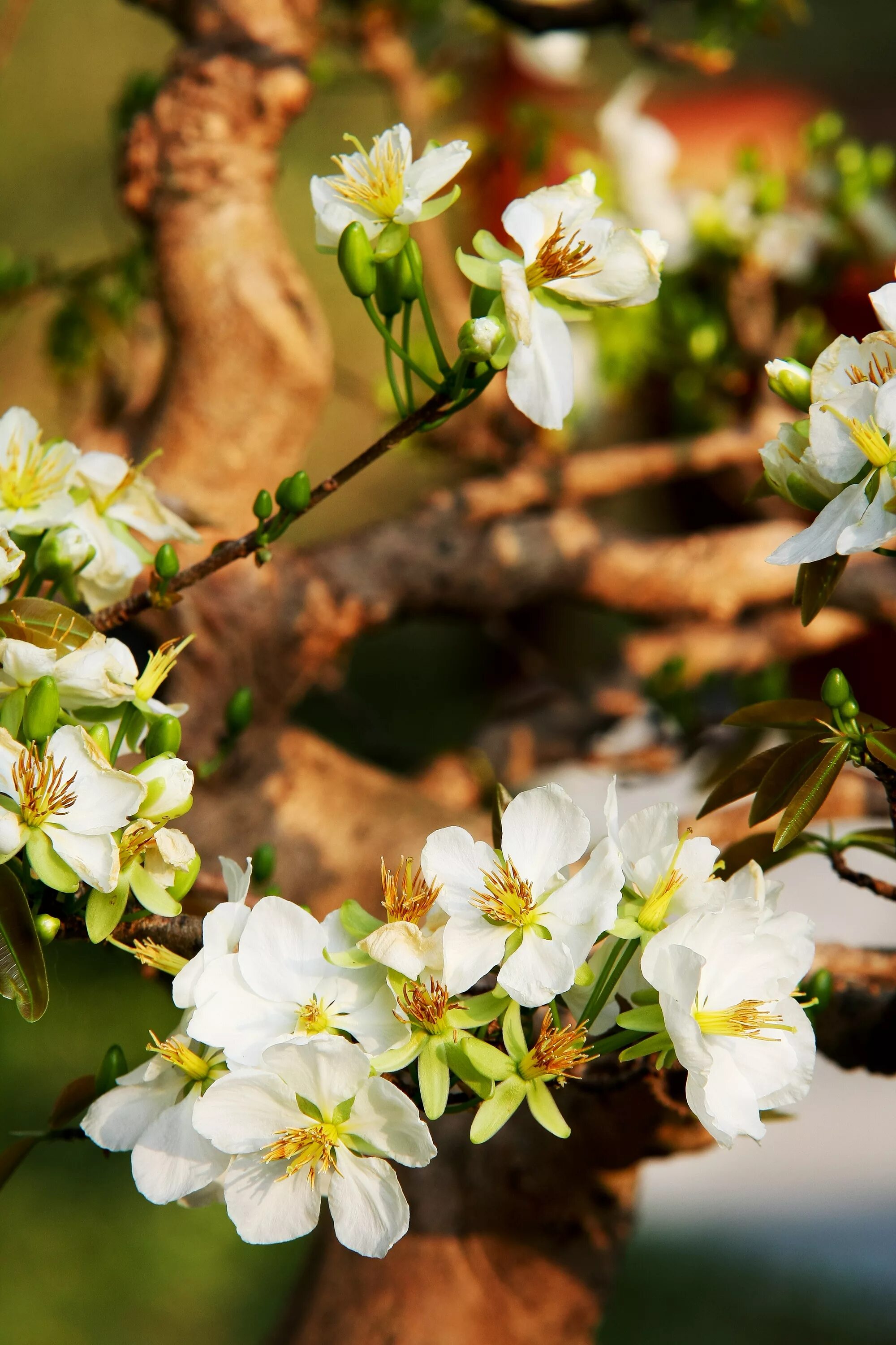 Цветущие яблони. Весенний сад. Цветы груши. Blossom 3