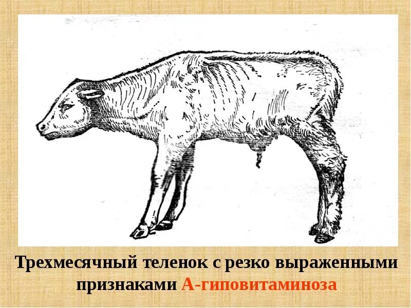Авитаминоз у телят. Гиповитаминоз витамина а у животных. Гиповитаминоз а у животных. Гиповитаминоз витамина а у животных. Гиповитаминоз витамина а у животных.