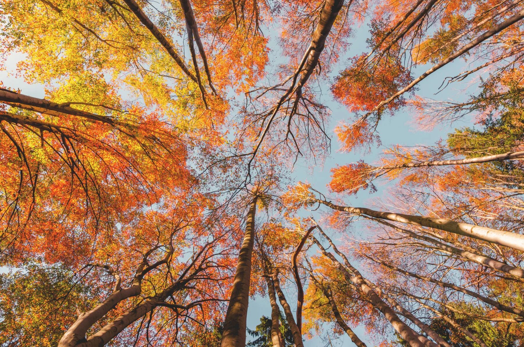 Осенний ветер срывает листья. Ветер в осеннем лесу. Осень деревья. Сильный ветер осень. Ветер верхушки деревьев.