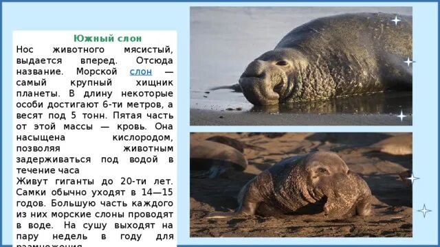 Где живет южный слон. Морской слон. Морской слон обитает. Сообщение о морском слоне. Доклад о морском слоне.