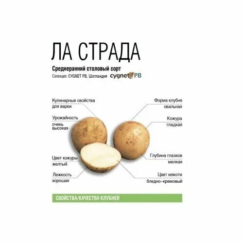 Картофель сорт ла страда. Ла страда картофель характеристика. ЛАСТРАДА картофель характеристика отзывы.