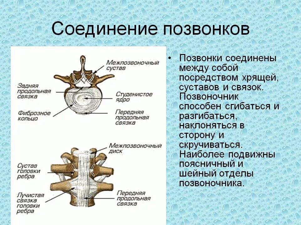 Позвонки какой тип соединения