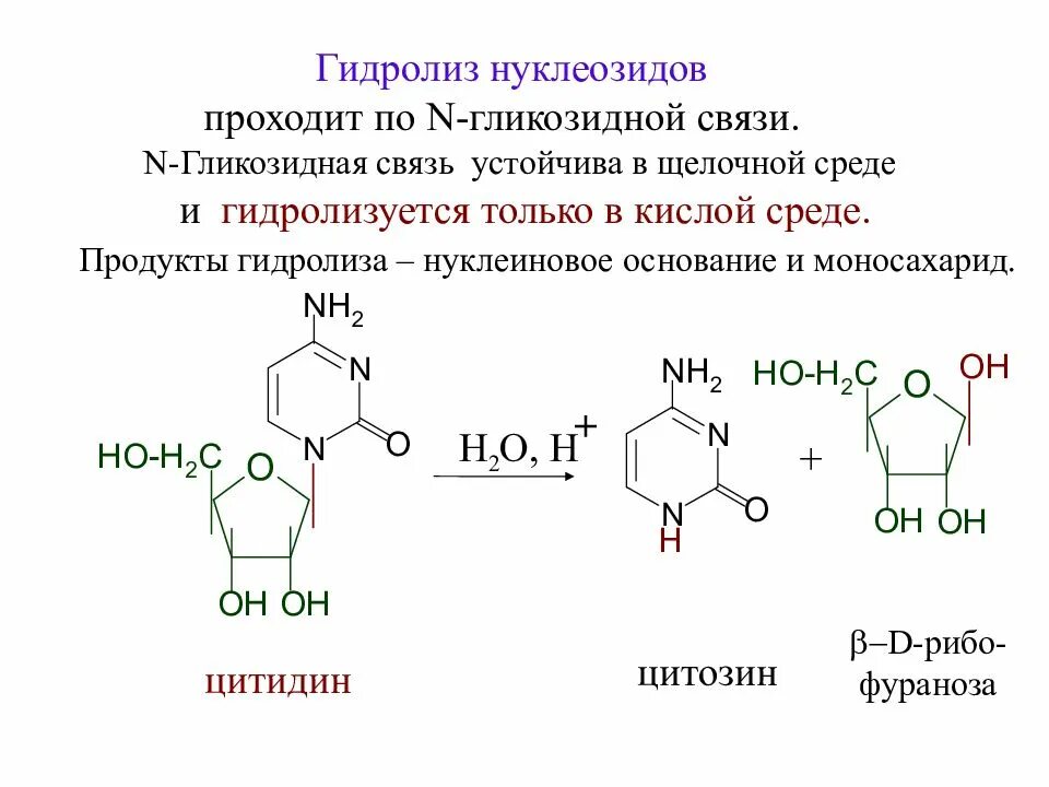 Растение гидролиз. Кислотный гидролиз нуклеозидов. Гидролиз пуринового нуклеозида. Цитидин 3 фосфат щелочной гидролиз. Гидролиз пиримидиновых нуклеозидов.