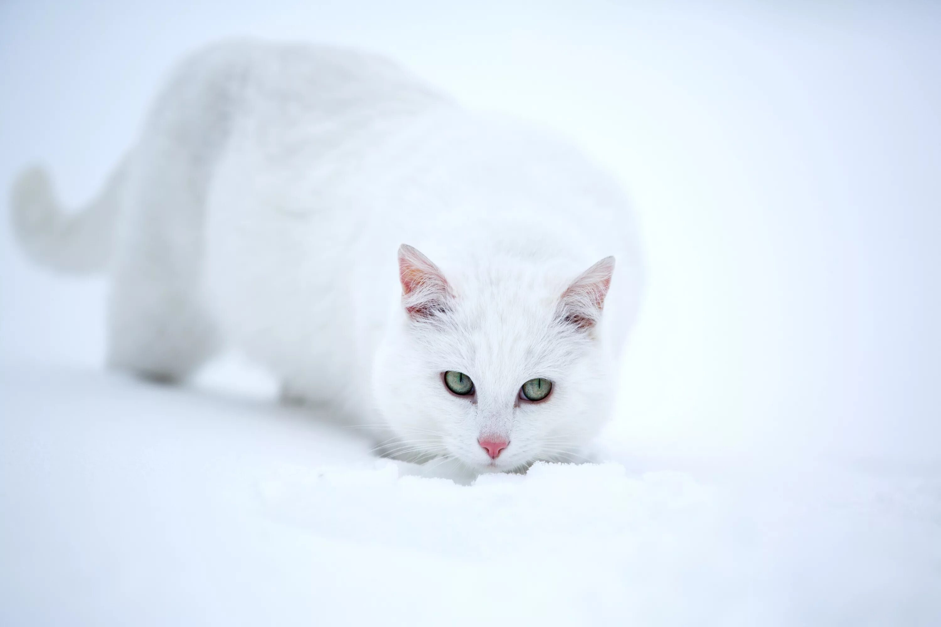 Белый кот мурзик. Кошка белая. Красивая белая кошка. Белый кот на снегу. Кот снежок.