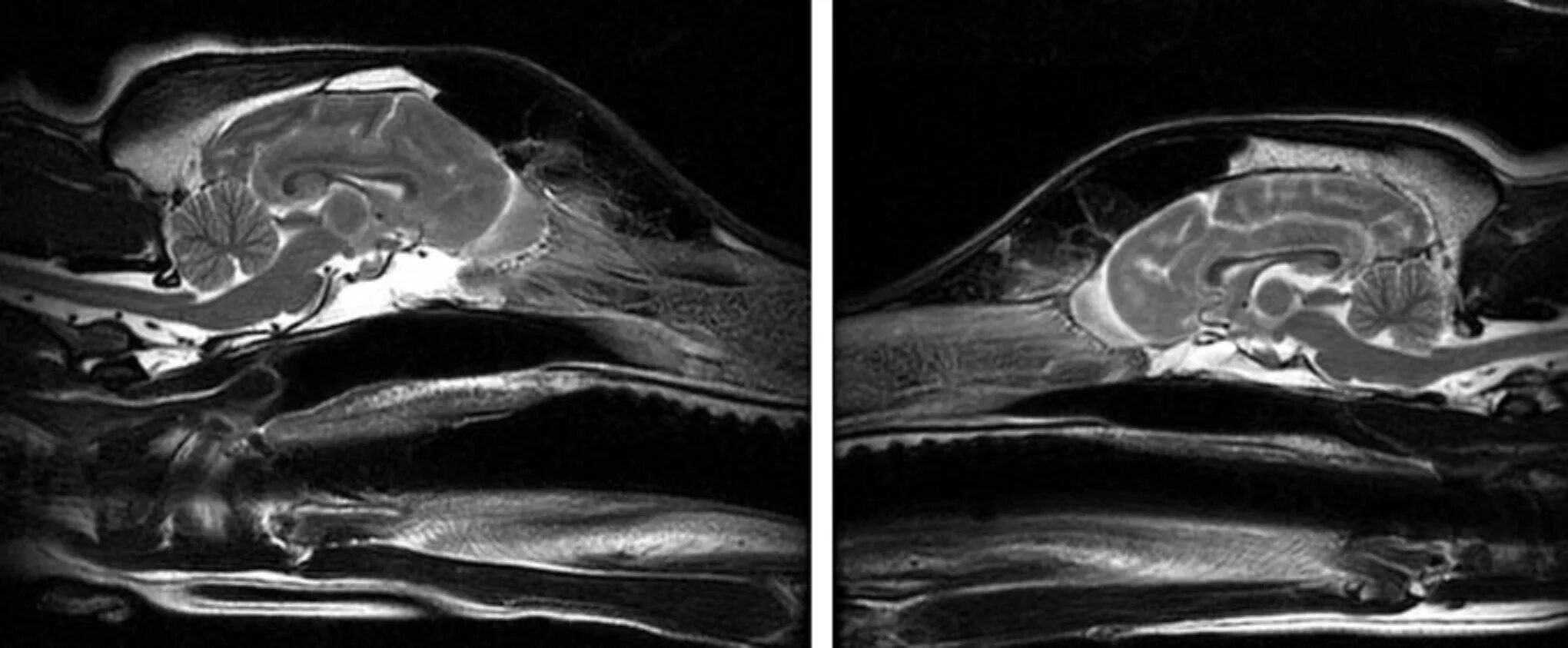 Отек мозга у собаки. Мрт для животных. Мрт собаки.