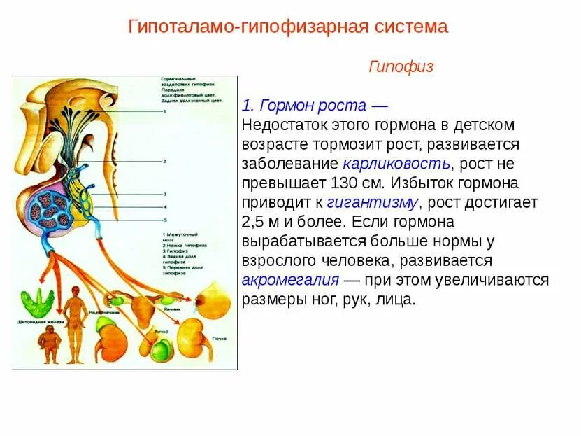 Гормон роста вырабатываемый в гипофизе. Гипофизарный гормон роста. гипоталамо-гипофизарная система. избыток и недостаток гормонов гипофиза. избыток и недостаток гормона роста.