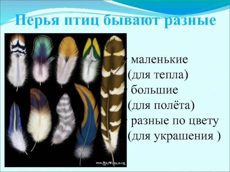 По строению перья бывают. Перья птиц. Перья птиц бывают. Перья птиц для первого класса. Разные перья.