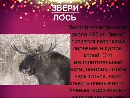 Факты о лесе
