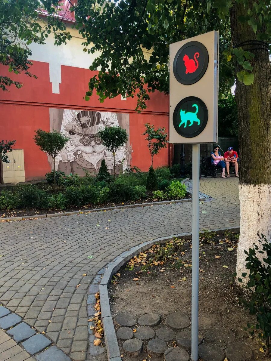 коте светофор. светофор с котом в зеленоградске. кот и светофор. зеленоградск светофор. котосветофор зеленоградск.
