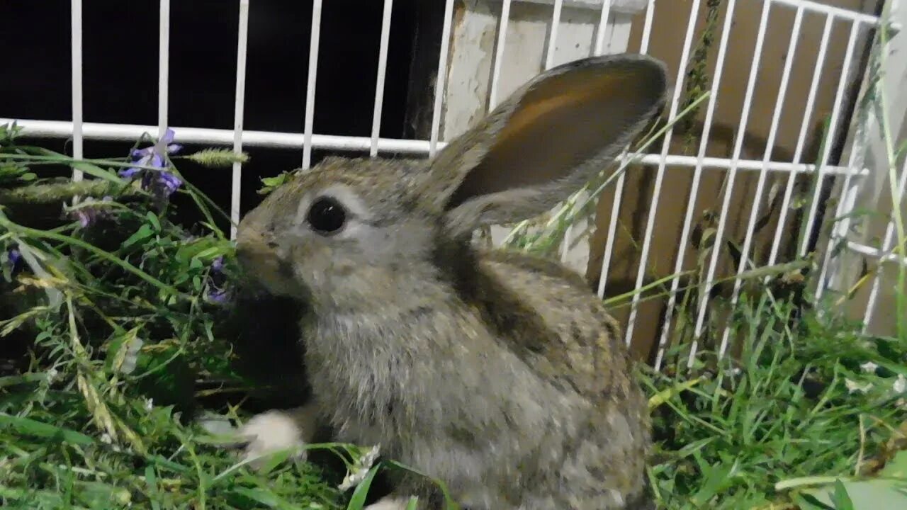 Можно ли кроликам крапиву. Кролики едят крапиву. Уральский кролик. Кроликам можно давать крапиву. Денежный кролик.