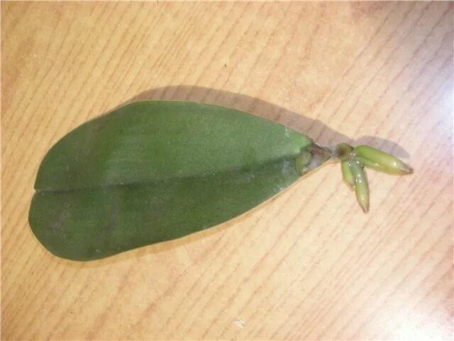 Можно из листа вырастить орхидею. Орхидеи фаленопсис размножение листом. Фаленопсис размножение листом. Укоренение листа орхидеи. Орхидея выращенная из листочка.