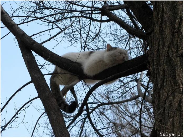 Кот живущий на дереве. Кот на дереве. коты на деревьях. кот на ветке. кошка на дереве зимой.