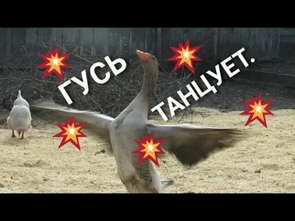 Танец гусей в детском саду