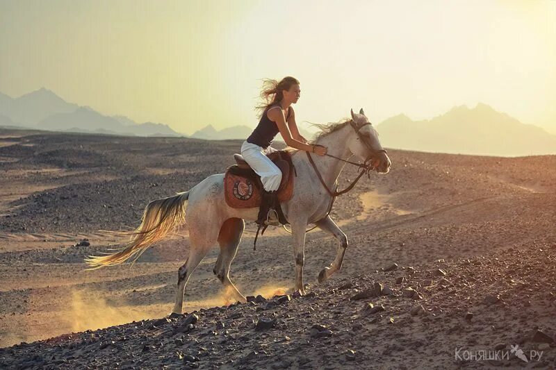 Девушка на лошади в пустыне. Всадник в пустыне. Конный спорт в Египте. Horse riding. Ride the chariot