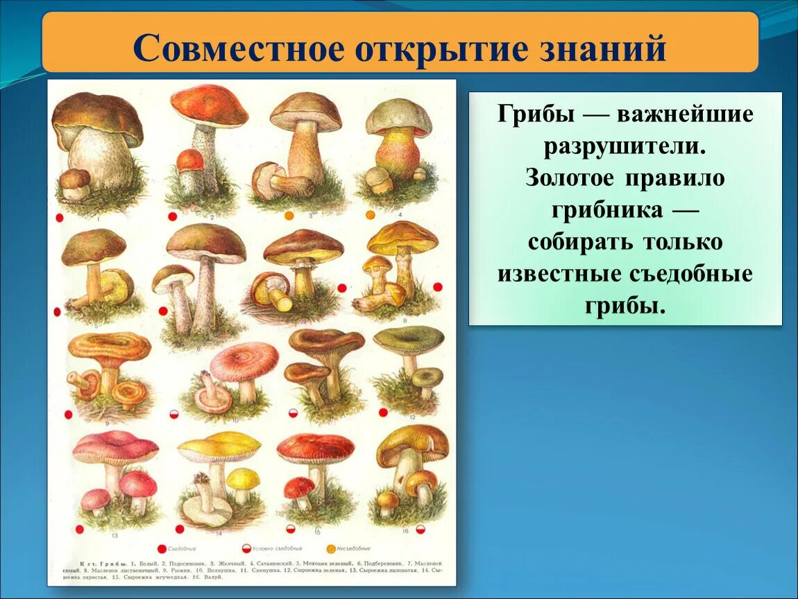 Назови 3 гриба. Грибы окружающий мир. Царство грибов название. Грибы 3 класс окружающий мир. Съедобные грибы.