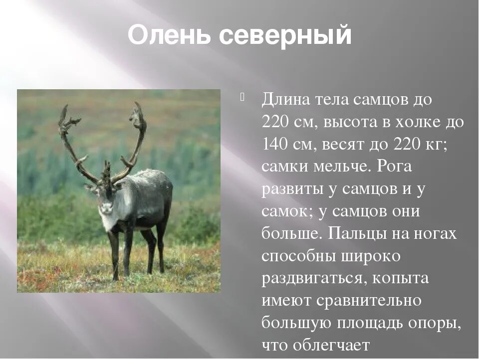 Олень Северный Лесной Сибирский красная книга. Северный олень красная книга. Северный олень описание. Северный олень красная кгиг.