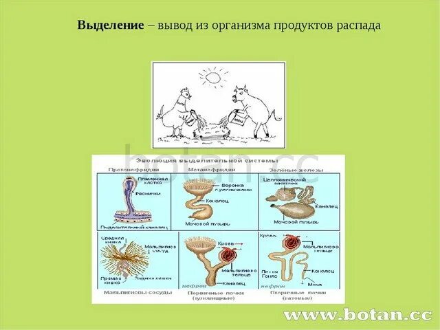 Выделение сообщение. Выделение живых организмов. выделение веществ у животных. выделение у растений и животных. выделение живых организмов 5 класс.