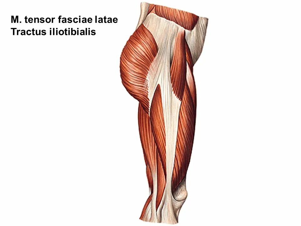 Tensor fasciae Latae. M Tensor fasciae Latae. Тензор широкой фасции бедра. Мышца напрягающая фасцию бедра.