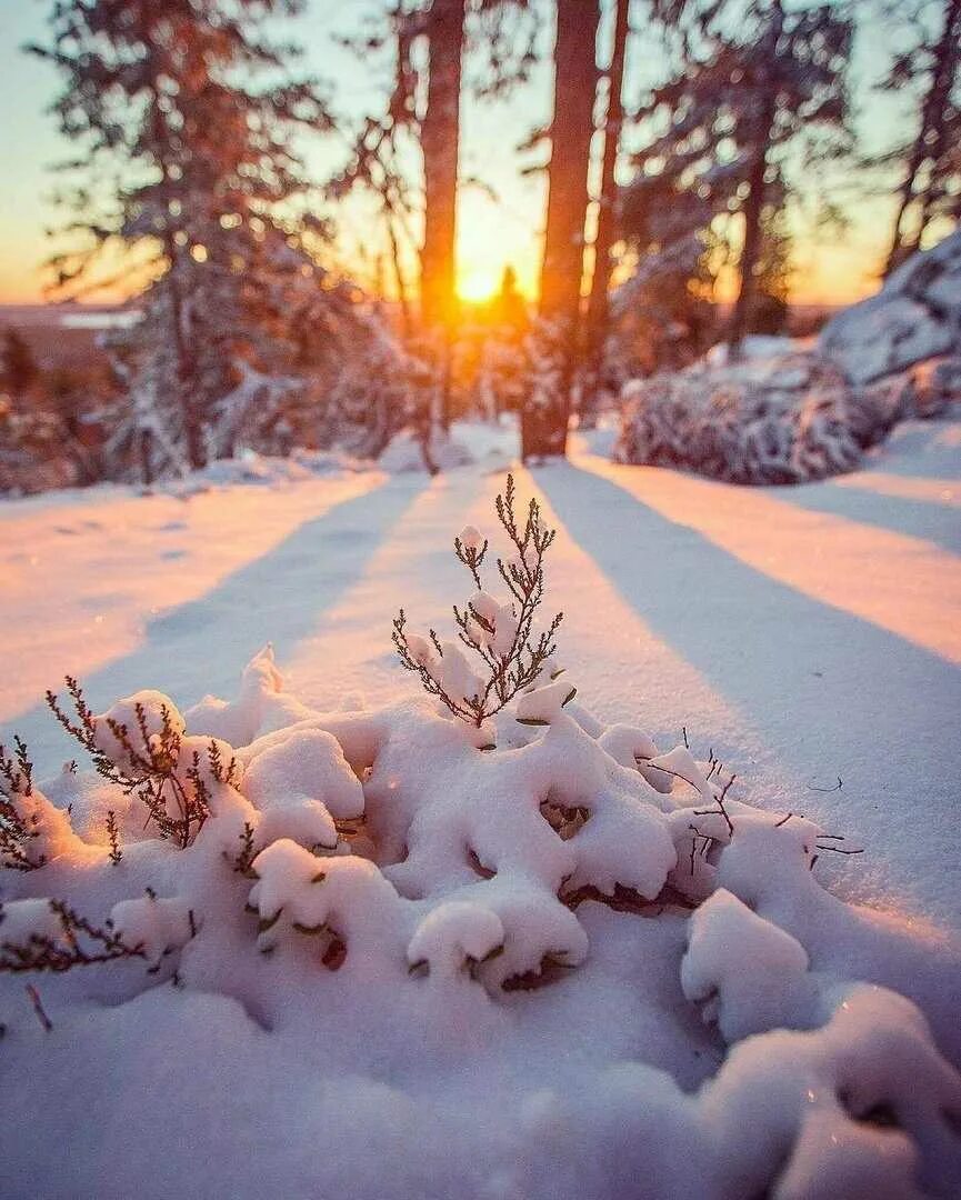 Снежное утро красивые. Рассвет зимой. Зимнее утро. Зима в лесу. Утро зима.
