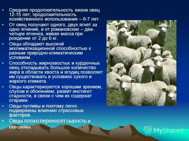 Баран для презентации. Овцеводство доклад. Овцеводство проект. Краткое описание овцы.