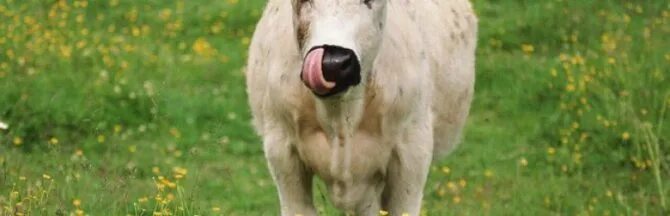 Белая корова. Почему корова белая. Почему корова белая. Стих про корову смешной. Корова.