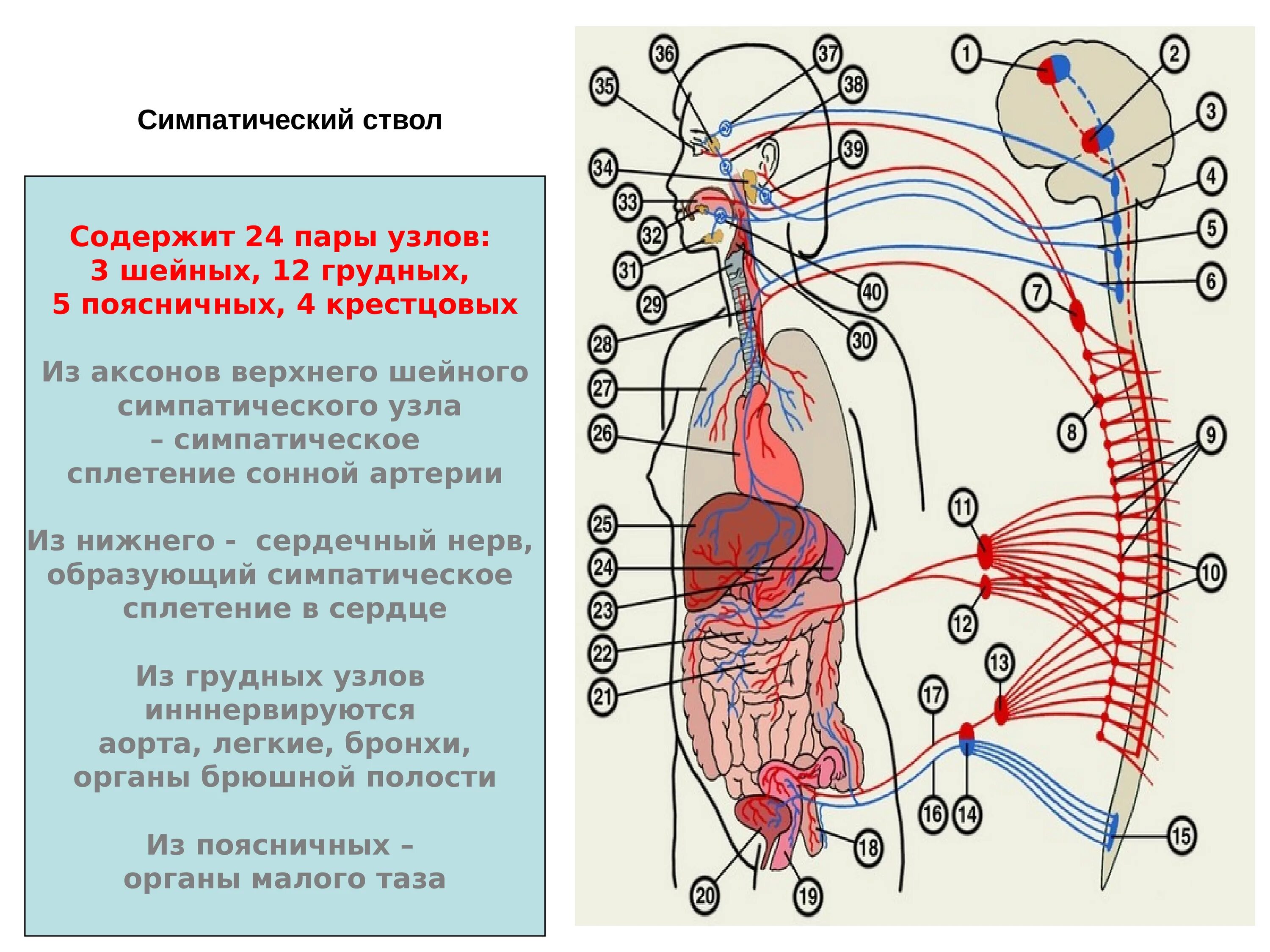 Строение симпатического ствола. Ядра парасимпатического отдела вегетативной нервной системы. Шейные узлы вегетативной нервной системы. Сплетения парасимпатической нервной системы.