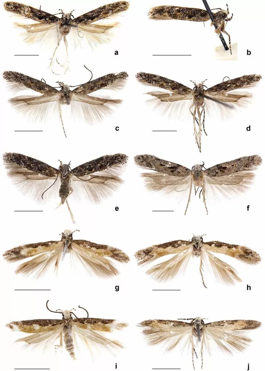 Neopalpa donaldtrumpi. Платяная моль (Tineola bisselliella). Виды моли. Самка моли. Как отличить моль