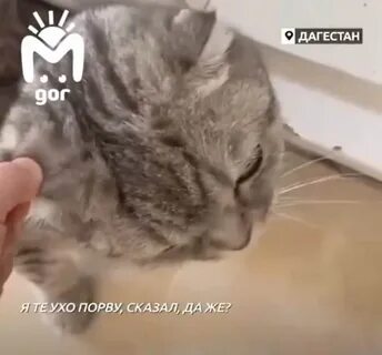 Дагестан кошка