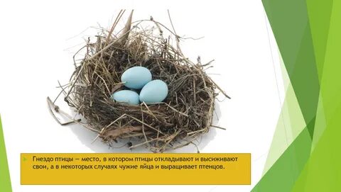 Презентация домики которые построила природа 1 класс