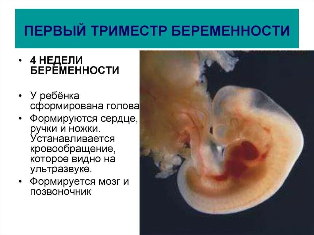 45 недель назад. Первый триместр беременности плод. Беременность 1 триместр эмбрион. Первый триместр беременности это период. Триместры беременности.