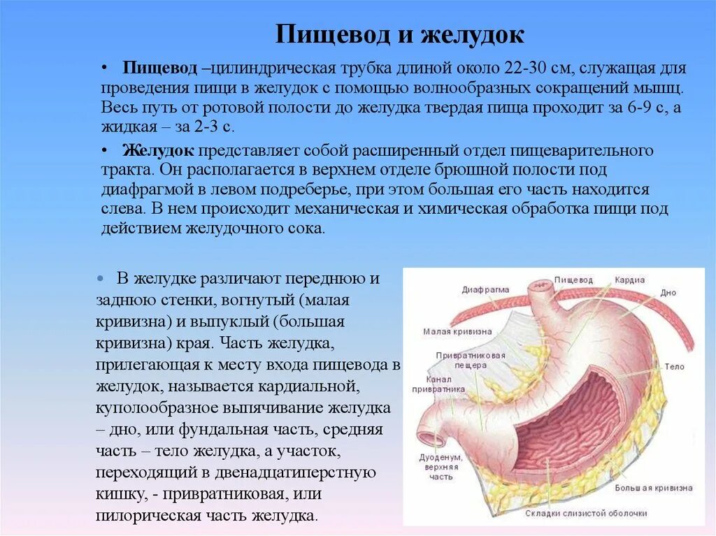 Желудок функция отдела. Особенное строение желудка. Структура пищевода. Строение желудкакраько.