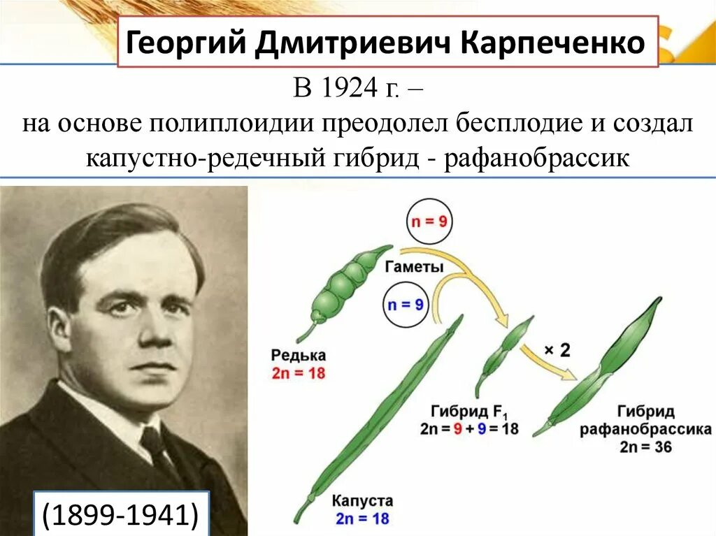 Опыт Карпеченко капустно редечный гибрид.