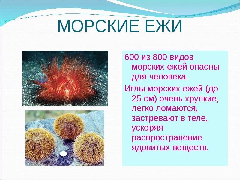 морской еж 2 класс, ядовитые морские ежи, иглы морских ежей, морские ежи презентация