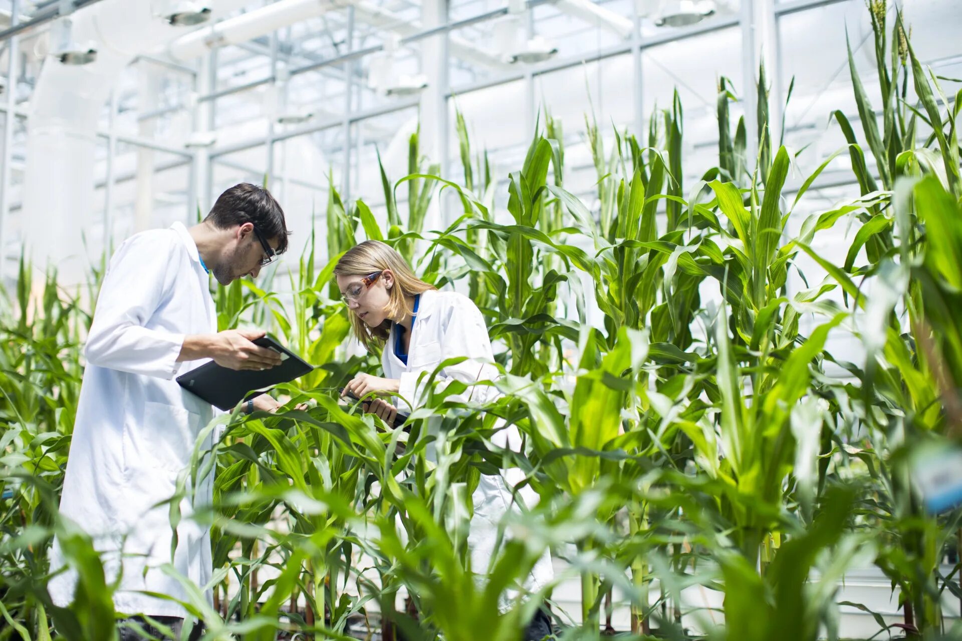 Научное овощеводство. Биотехнологии в сельском хозяйстве. Биотехнология растений. Биотехнологии в растениеводстве. Исследования в сельском хозяйстве.