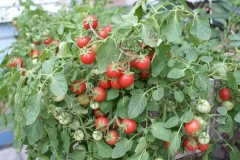 Помидоры урожай на подоконнике