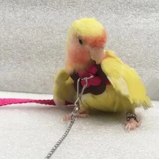 Шлейка для кореллы