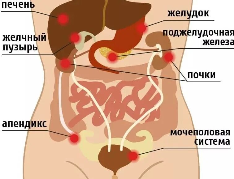 Какие органы у человека с левой. Болит правый бок. Что находится в правом боку под Ре. Низ живота у женщин. Органы расположенные в правом боку.