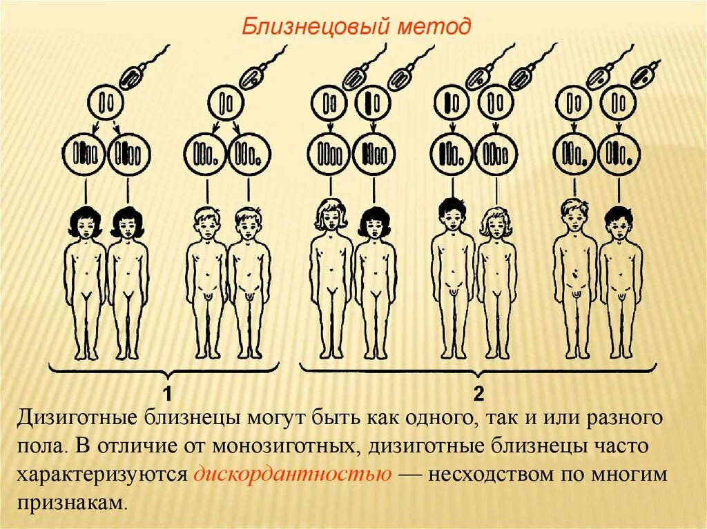 Отличия монозиготных и дизиготных близнецов. Монозиготные Близнецы отличаются от дизиготных:. Формирование дизиготных близнецов. Близнецовый метод монозиготные и дизиготные.