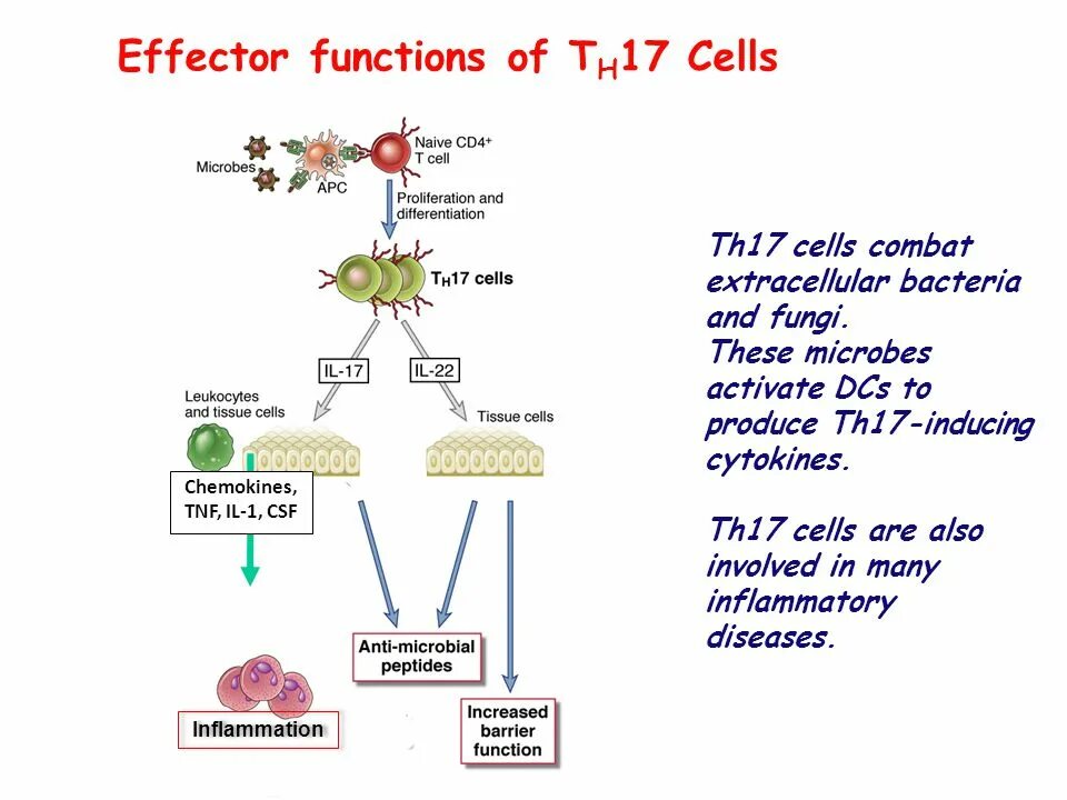 Th17 Cell. Th17 клетки. Th 17 цитокины. Цитокины растений. Also involves