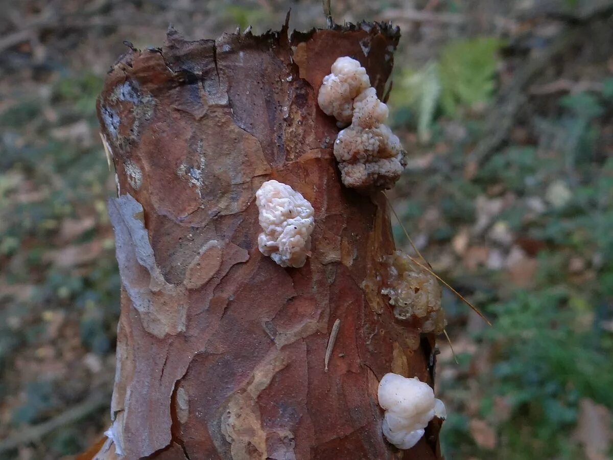 Гриб для мозга. Дрожалка мозговая гриб. Дрожалка мозговая (лат. Tremella encephala). Дрожалка оранжевая гриб. Дрожалка Лиственная Phaeotremella frondosa.