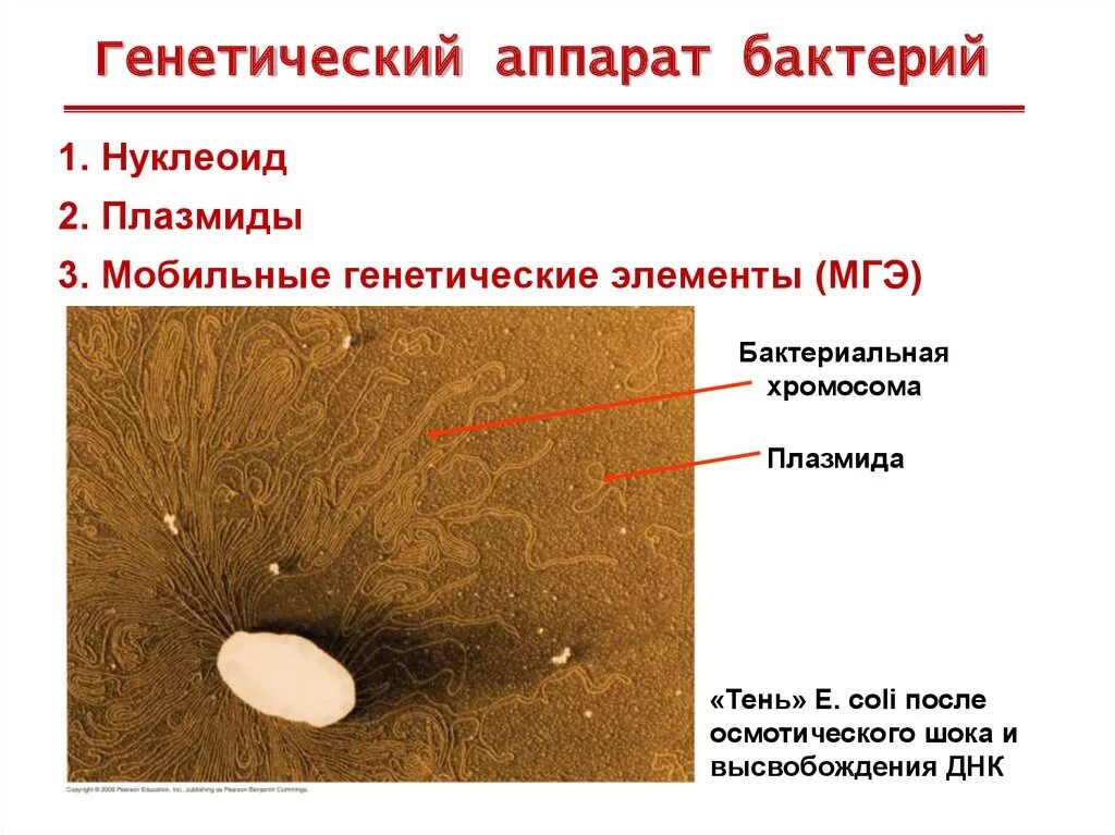 Есть ли наследственный материал у бактерий. Нуклеоид это генетический аппарат. Наследственный аппарат бактерий – нуклеоид. Строение генетического аппарата микроорганизмов. Генетический аппарат бактерий. Плазмиды.