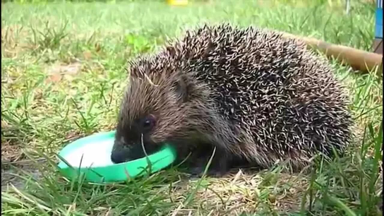 Можно ли ежикам сыр