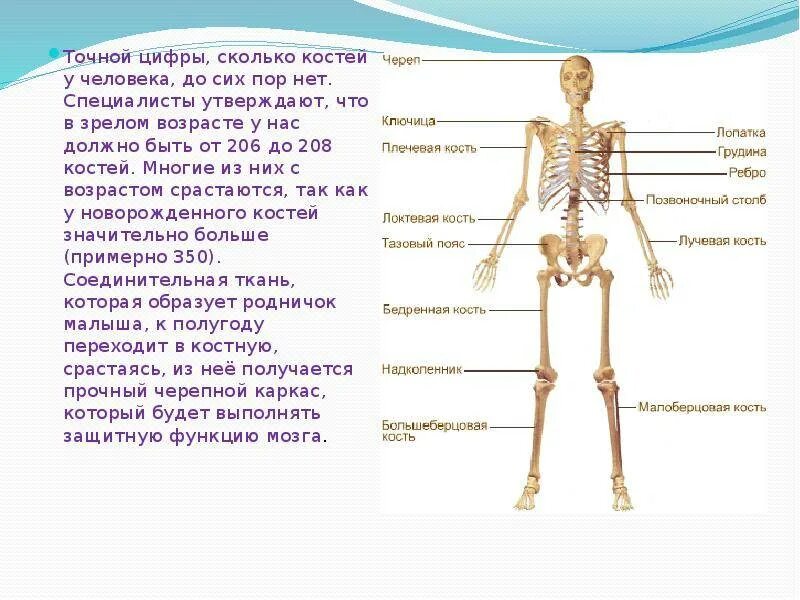 Кости человека сколько. Сколько костей в скелете человека. 206 Костей человека. Сколько костей в теле человека 6 лет.