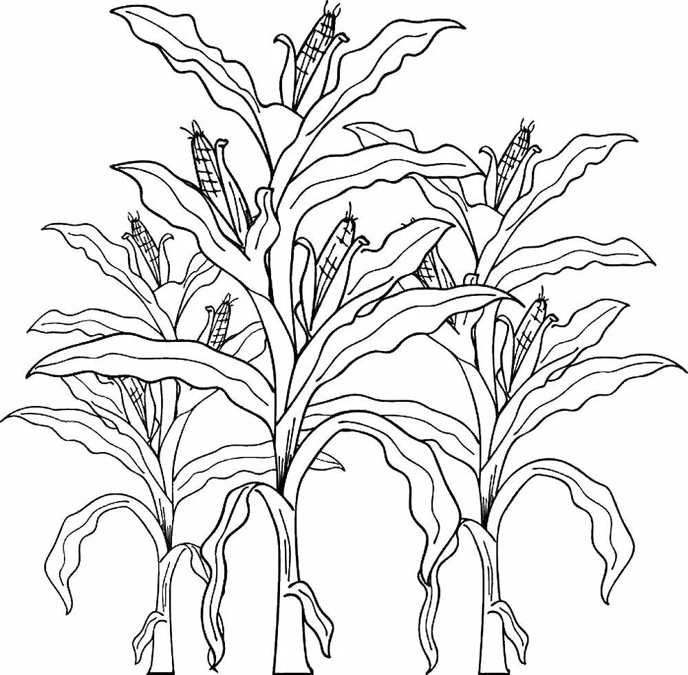 Plant coloring. Раскраски растительный мир. Кукуруза раскраска. Культурные растения раскраска. Растения рисунок.